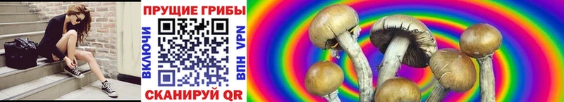 магазин    Унеча  Галлюциногенные грибы GOLDEN TEACHER 